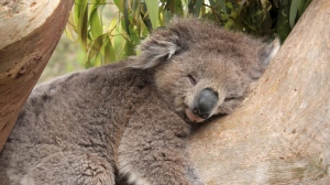 koalam
